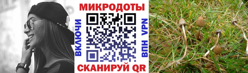 Галлюциногенные грибы Psilocybine cubensis  Ухта 